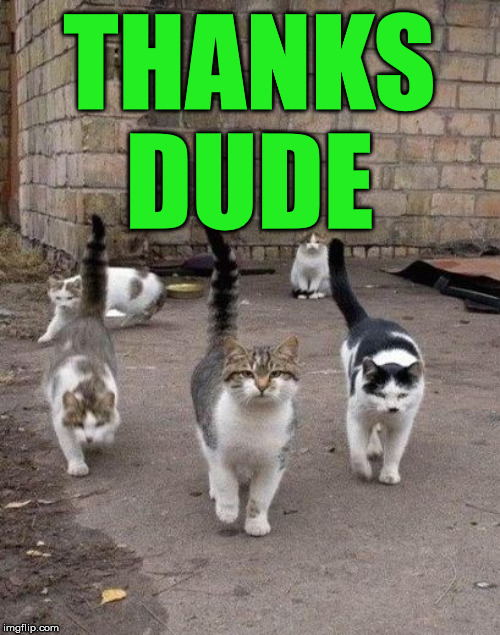 Alley Cats | THANKS DUDE | image tagged in alley cats | made w/ Imgflip meme maker
