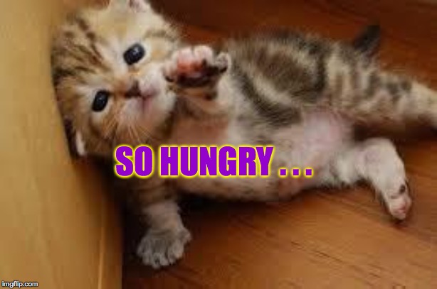 Sad Kitten Goodbye | SO HUNGRY . . . | image tagged in sad kitten goodbye | made w/ Imgflip meme maker