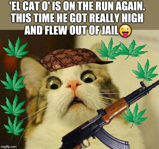 Mexican Drug Cat escapes jail again | 'EL CAT O' IS ON THE RUN AGAIN. 
THIS TIME HE GOT REALLY HIGH 
AND FLEW OUT OF JAIL😜 | image tagged in memes,scared cat,drugs,war on drugs | made w/ Imgflip meme maker