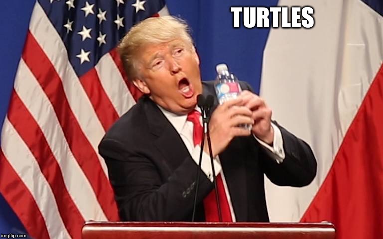Trump Water Bottle | TURTLES | image tagged in trump water bottle | made w/ Imgflip meme maker