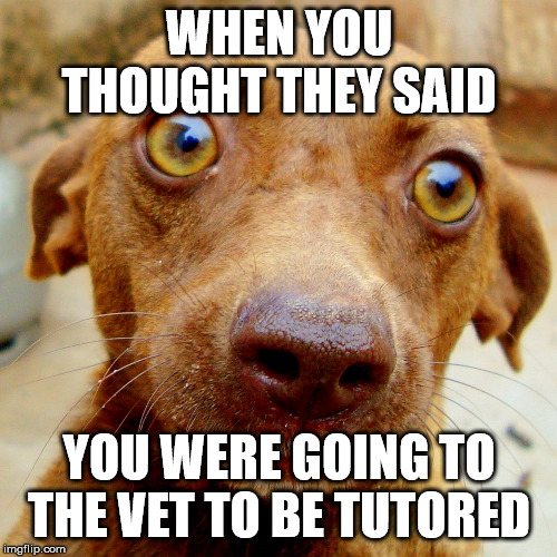 WHEN YOU THOUGHT THEY SAID; YOU WERE GOING TO THE VET TO BE TUTORED | image tagged in funny | made w/ Imgflip meme maker