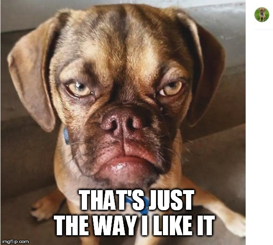 Grumpy DOG | THAT'S JUST THE WAY I LIKE IT | image tagged in grumpy dog | made w/ Imgflip meme maker