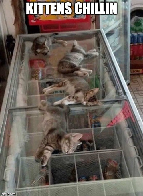 sorry, no ice cream today | KITTENS CHILLIN | image tagged in sleeping,kittens,cute | made w/ Imgflip meme maker