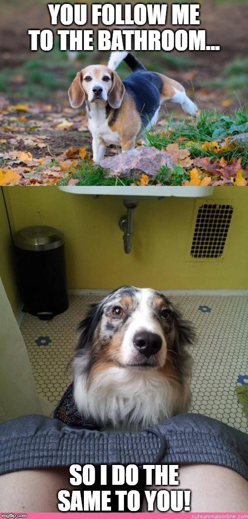 Payback | YOU FOLLOW ME TO THE BATHROOM... SO I DO THE SAME TO YOU! | image tagged in dogs,pets,puppies,funny,memes,bathroom | made w/ Imgflip meme maker