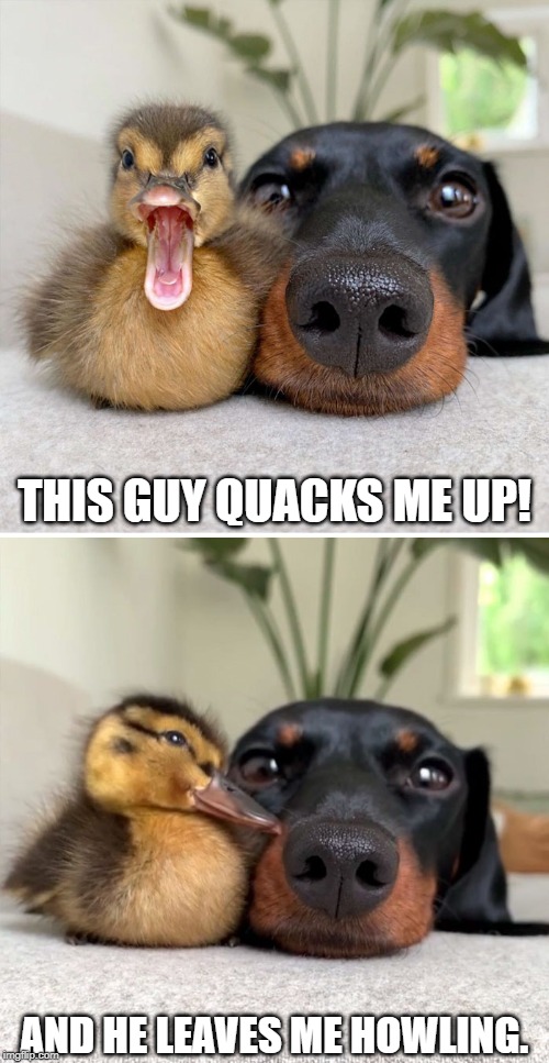 Bad Pun Duck and Dog | THIS GUY QUACKS ME UP! AND HE LEAVES ME HOWLING. | image tagged in bad pun duck and dog | made w/ Imgflip meme maker
