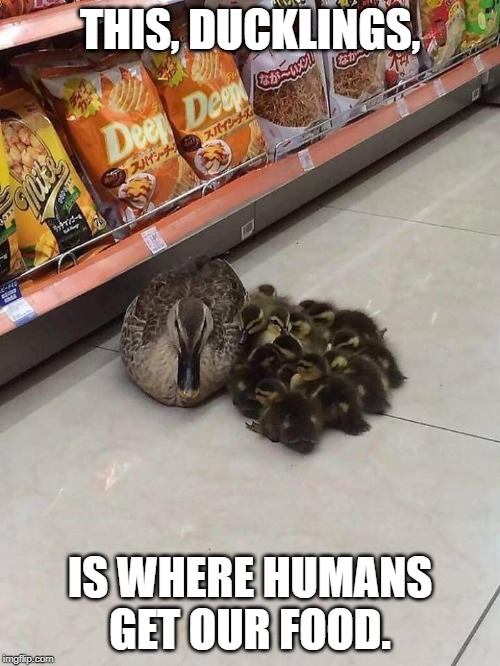 THIS, DUCKLINGS, IS WHERE HUMANS GET OUR FOOD. | made w/ Imgflip meme maker