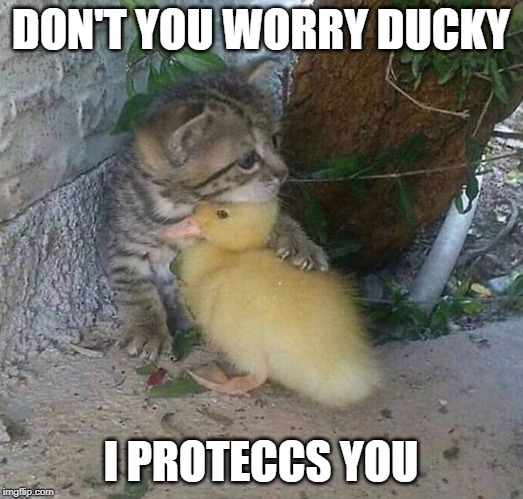 DON'T YOU WORRY DUCKY; I PROTECCS YOU | image tagged in memes | made w/ Imgflip meme maker