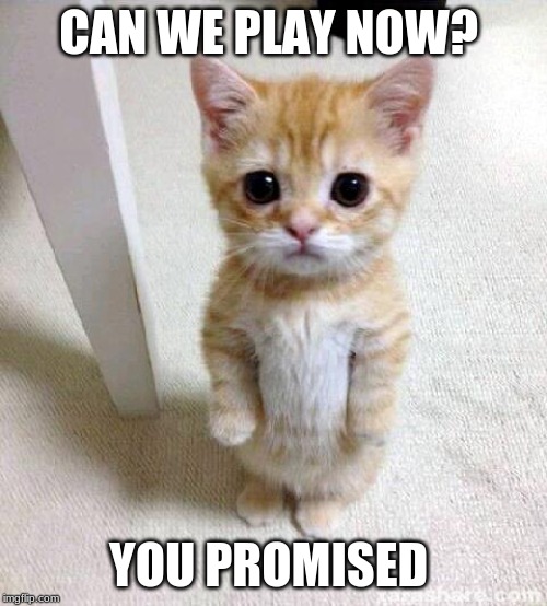 Cute Cat | CAN WE PLAY NOW? YOU PROMISED | image tagged in memes,cute cat | made w/ Imgflip meme maker