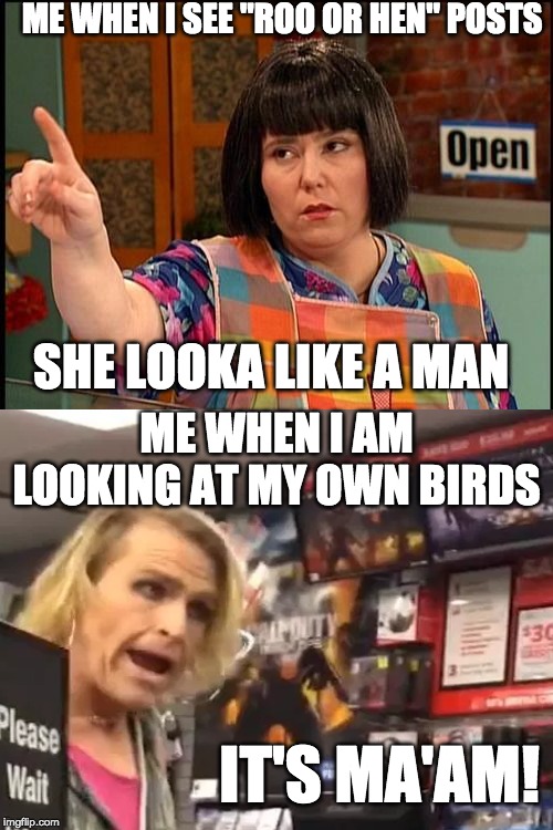 ME WHEN I SEE "ROO OR HEN" POSTS; SHE LOOKA LIKE A MAN; ME WHEN I AM LOOKING AT MY OWN BIRDS; IT'S MA'AM! | image tagged in ms swan | made w/ Imgflip meme maker