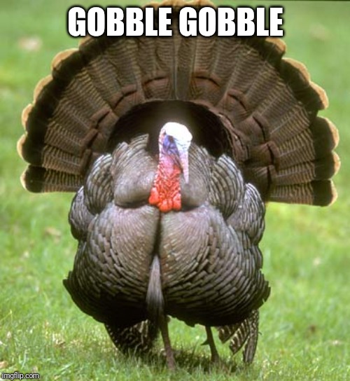 Turkey Meme | GOBBLE GOBBLE | image tagged in memes,turkey | made w/ Imgflip meme maker