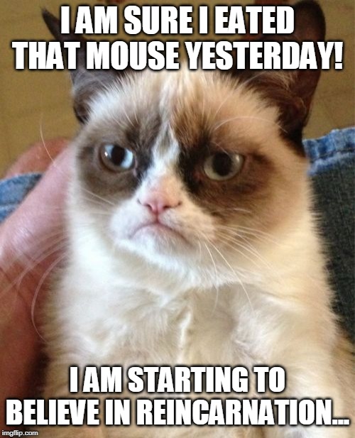 Grumpy Cat Meme | I AM SURE I EATED THAT MOUSE YESTERDAY! I AM STARTING TO BELIEVE IN REINCARNATION... | image tagged in memes,grumpy cat | made w/ Imgflip meme maker