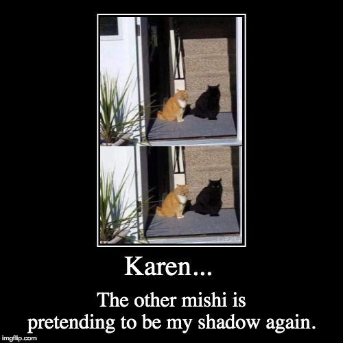 Funny cats | image tagged in funny,demotivationals | made w/ Imgflip demotivational maker