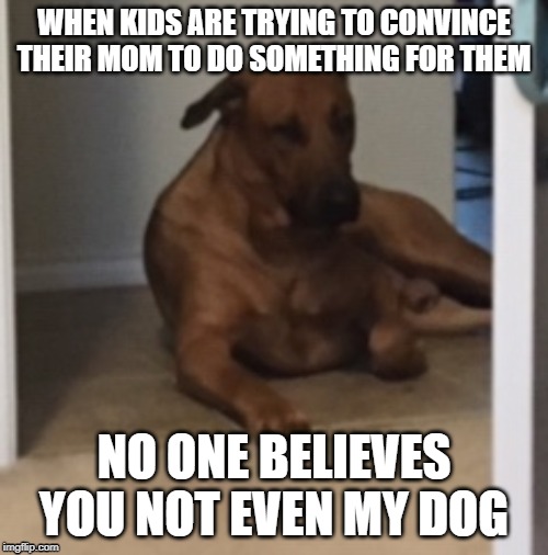 Like serously you can't convince anyone anymore | WHEN KIDS ARE TRYING TO CONVINCE THEIR MOM TO DO SOMETHING FOR THEM; NO ONE BELIEVES YOU NOT EVEN MY DOG | image tagged in memes,parents | made w/ Imgflip meme maker