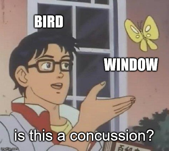Is This A Pigeon | BIRD; WINDOW; is this a concussion? | image tagged in memes,is this a pigeon | made w/ Imgflip meme maker