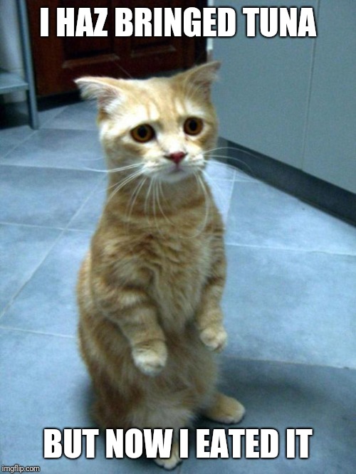 Sad Cat | I HAZ BRINGED TUNA; BUT NOW I EATED IT | image tagged in sad cat | made w/ Imgflip meme maker