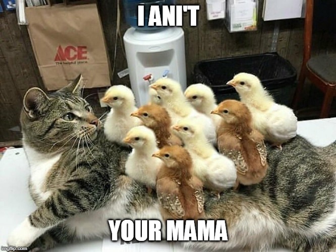 CHICKEN MAMA | I ANI'T; YOUR MAMA | image tagged in cats,funny cats,chicken | made w/ Imgflip meme maker