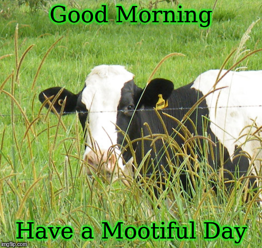 Good Morning, Have a Mootiful Day | Good Morning; Have a Mootiful Day | image tagged in memes,good morning,good morning cows,mootiful day | made w/ Imgflip meme maker