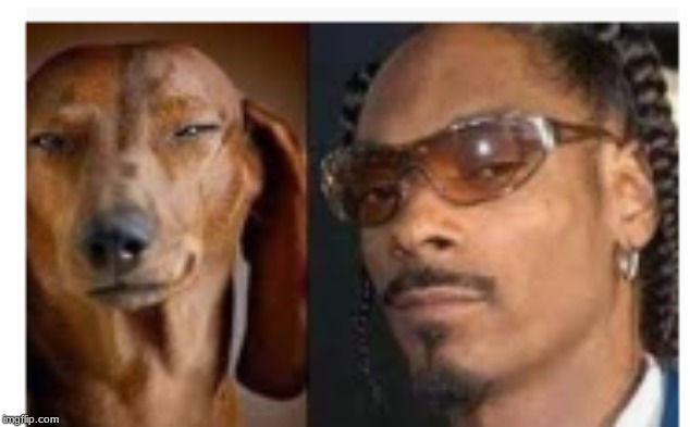 Snoop-snoop | image tagged in funny,dogs,animals,comparison | made w/ Imgflip meme maker