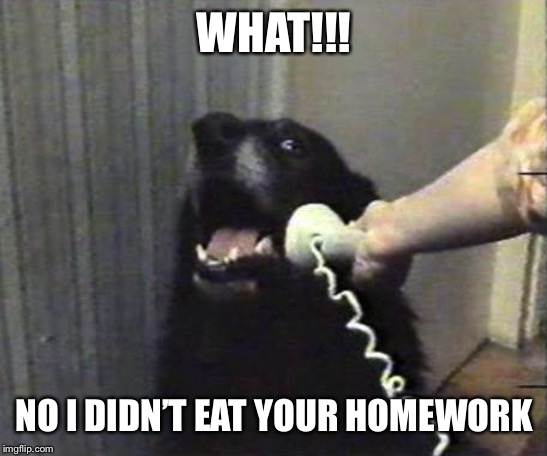 Yes this is dog | WHAT!!! NO I DIDN’T EAT YOUR HOMEWORK | image tagged in yes this is dog | made w/ Imgflip meme maker