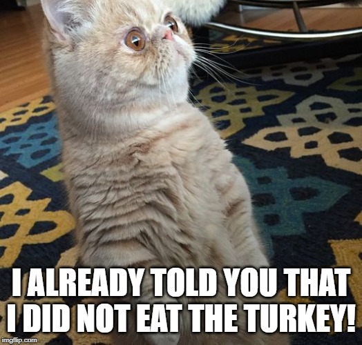 Standing Cat | I ALREADY TOLD YOU THAT I DID NOT EAT THE TURKEY! | image tagged in standing cat | made w/ Imgflip meme maker