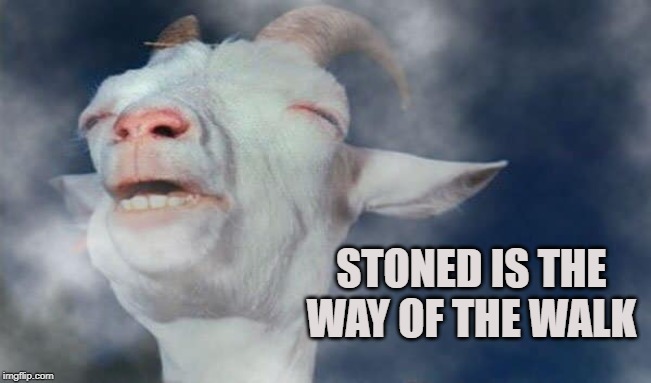Pot Headed Goat | STONED IS THE WAY OF THE WALK | image tagged in goat,pot,cannabis,weed,herb,marijuana | made w/ Imgflip meme maker