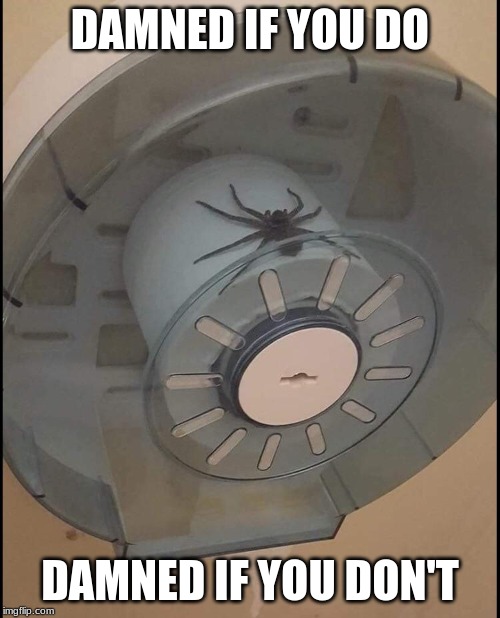 It started as a prank | DAMNED IF YOU DO; DAMNED IF YOU DON'T | image tagged in spider,toilet paper | made w/ Imgflip meme maker
