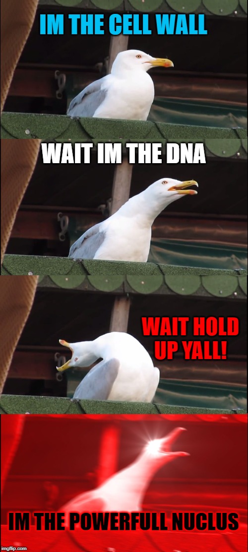 Inhaling Seagull Meme | IM THE CELL WALL; WAIT IM THE DNA; WAIT HOLD UP YALL! IM THE POWERFULL NUCLUS | image tagged in memes,inhaling seagull | made w/ Imgflip meme maker