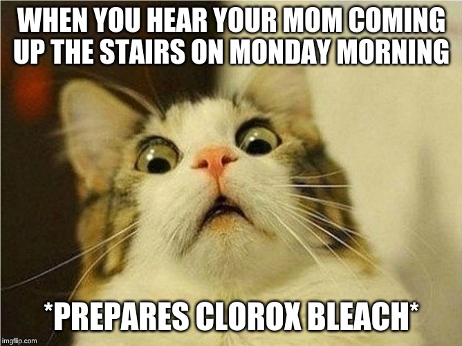 Suprised Cat | WHEN YOU HEAR YOUR MOM COMING UP THE STAIRS ON MONDAY MORNING; *PREPARES CLOROX BLEACH* | image tagged in suprised cat | made w/ Imgflip meme maker