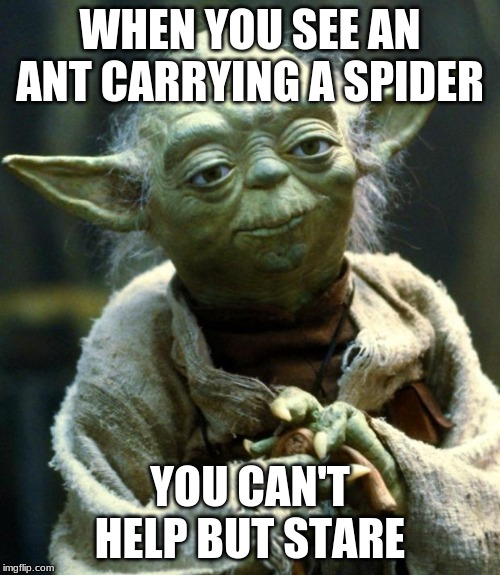 Star Wars Yoda Meme | WHEN YOU SEE AN ANT CARRYING A SPIDER; YOU CAN'T HELP BUT STARE | image tagged in memes,star wars yoda | made w/ Imgflip meme maker