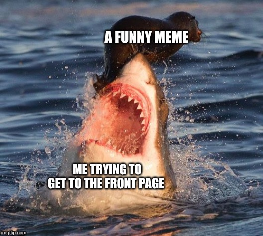 Travelonshark | A FUNNY MEME; ME TRYING TO GET TO THE FRONT PAGE | image tagged in memes,travelonshark | made w/ Imgflip meme maker