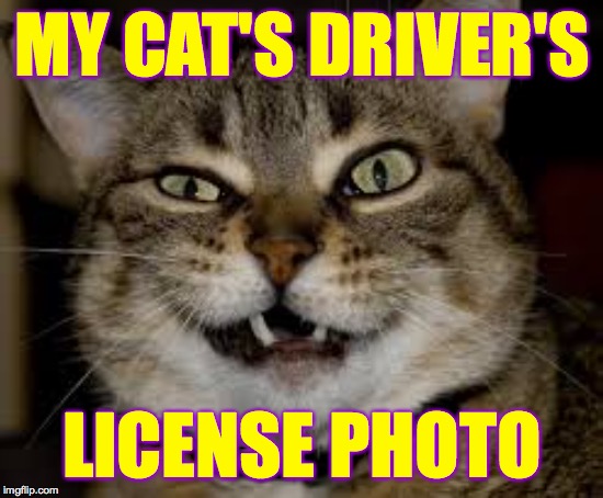 It looks fine to me  ( : | MY CAT'S DRIVER'S; LICENSE PHOTO | image tagged in cat driver's license,memes,cats,if i had a cat,say 'sunshine' | made w/ Imgflip meme maker