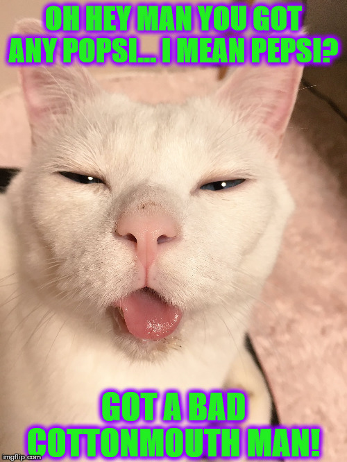 STONER CAT | OH HEY MAN YOU GOT ANY POPSI... I MEAN PEPSI? GOT A BAD COTTONMOUTH MAN! | image tagged in stoner cat | made w/ Imgflip meme maker