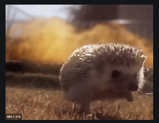 Hedgehog Explosion Blank Meme Template