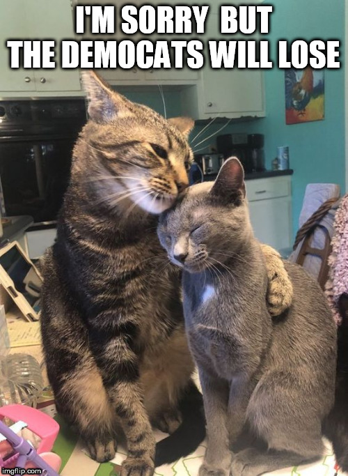 cats | I'M SORRY  BUT THE DEMOCATS WILL LOSE | image tagged in cats | made w/ Imgflip meme maker