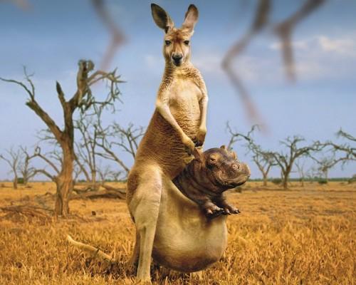 image tagged in funny,animals