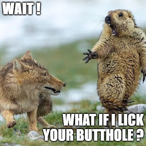 Unstable Beaver | WAIT ! WHAT IF I LICK YOUR BUTTHOLE ? | image tagged in unstable beaver | made w/ Imgflip meme maker