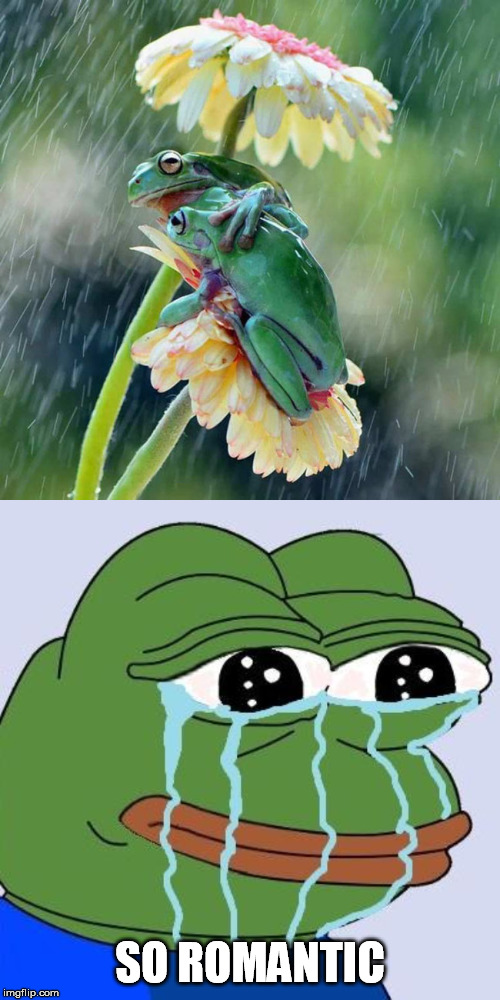 SO ROMANTIC | image tagged in frogs,romantic,forever alone,pepe cry | made w/ Imgflip meme maker