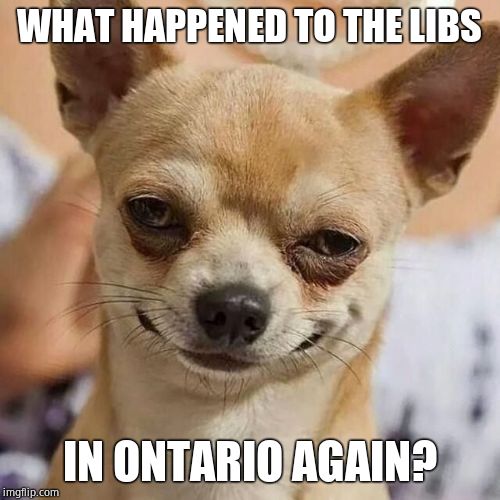 Smirking Dog | WHAT HAPPENED TO THE LIBS IN ONTARIO AGAIN? | image tagged in smirking dog | made w/ Imgflip meme maker