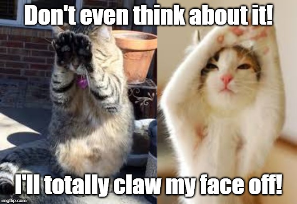 Female cat attract his boy friend | Don't even think about it! I'll totally claw my face off! | image tagged in cats | made w/ Imgflip meme maker