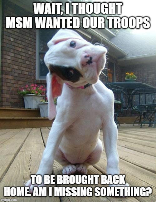 Confused puppy | WAIT, I THOUGHT MSM WANTED OUR TROOPS TO BE BROUGHT BACK HOME. AM I MISSING SOMETHING? | image tagged in confused puppy | made w/ Imgflip meme maker