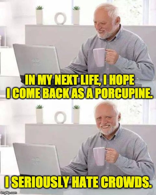 Hide the Pain Harold Meme | IN MY NEXT LIFE, I HOPE I COME BACK AS A PORCUPINE. I SERIOUSLY HATE CROWDS. | image tagged in memes,hide the pain harold | made w/ Imgflip meme maker