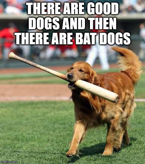 Most are good dogs | THERE ARE GOOD DOGS AND THEN THERE ARE BAT DOGS | image tagged in dogs | made w/ Imgflip meme maker