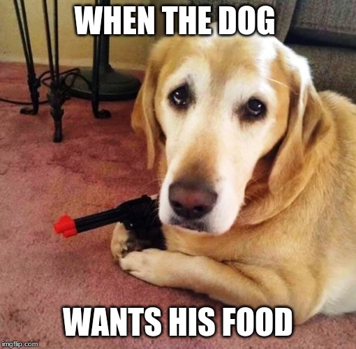 Hungry Hairy | WHEN THE DOG; WANTS HIS FOOD | image tagged in dogs | made w/ Imgflip meme maker
