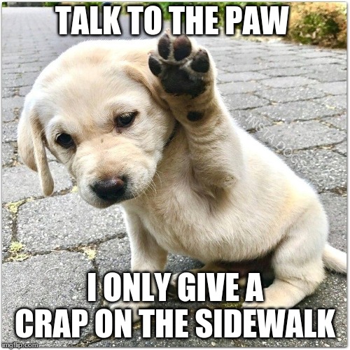 Rude Dog | TALK TO THE PAW; I ONLY GIVE A CRAP ON THE SIDEWALK | image tagged in dogs | made w/ Imgflip meme maker