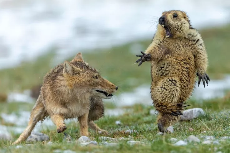 High Quality Surprised Marmot Blank Meme Template