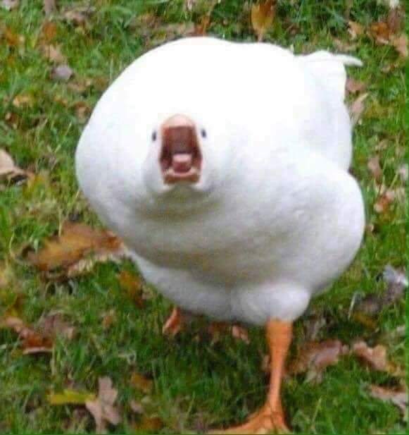 High Quality Yelling goose Blank Meme Template