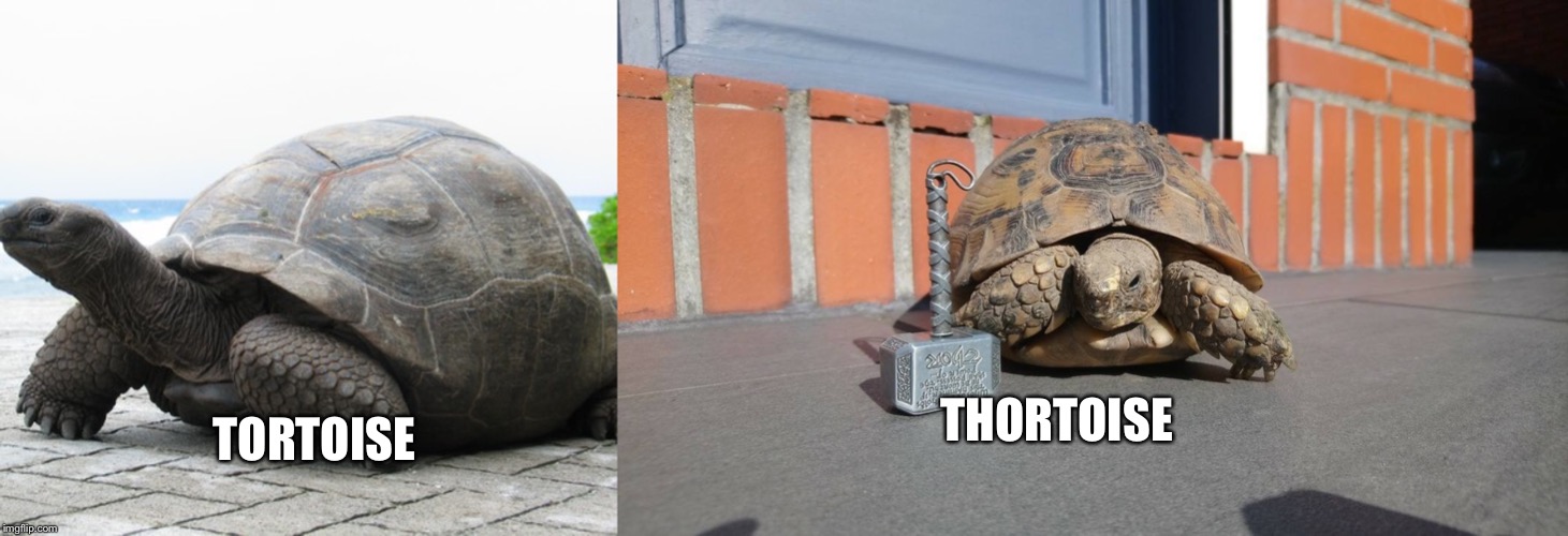 THORTOISE; TORTOISE | image tagged in tortoise,puns,thor,bad pun,memes,funny | made w/ Imgflip meme maker
