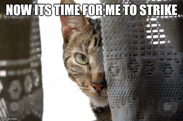 Sneaky Cat | NOW ITS TIME FOR ME TO STRIKE | image tagged in sneaky cat | made w/ Imgflip meme maker