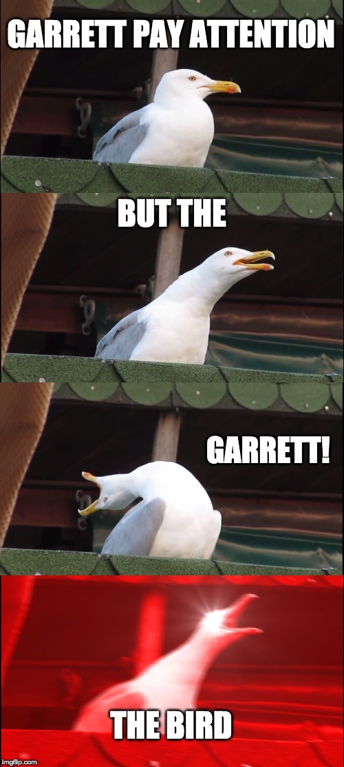 Inhaling Seagull | GARRETT PAY ATTENTION; BUT THE; GARRETT! THE BIRD | image tagged in memes,inhaling seagull | made w/ Imgflip meme maker