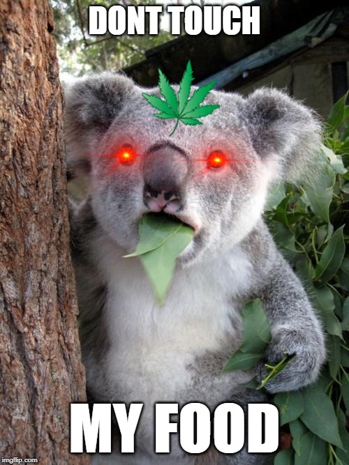 Surprised Koala | DONT TOUCH; MY FOOD | image tagged in memes,surprised koala | made w/ Imgflip meme maker